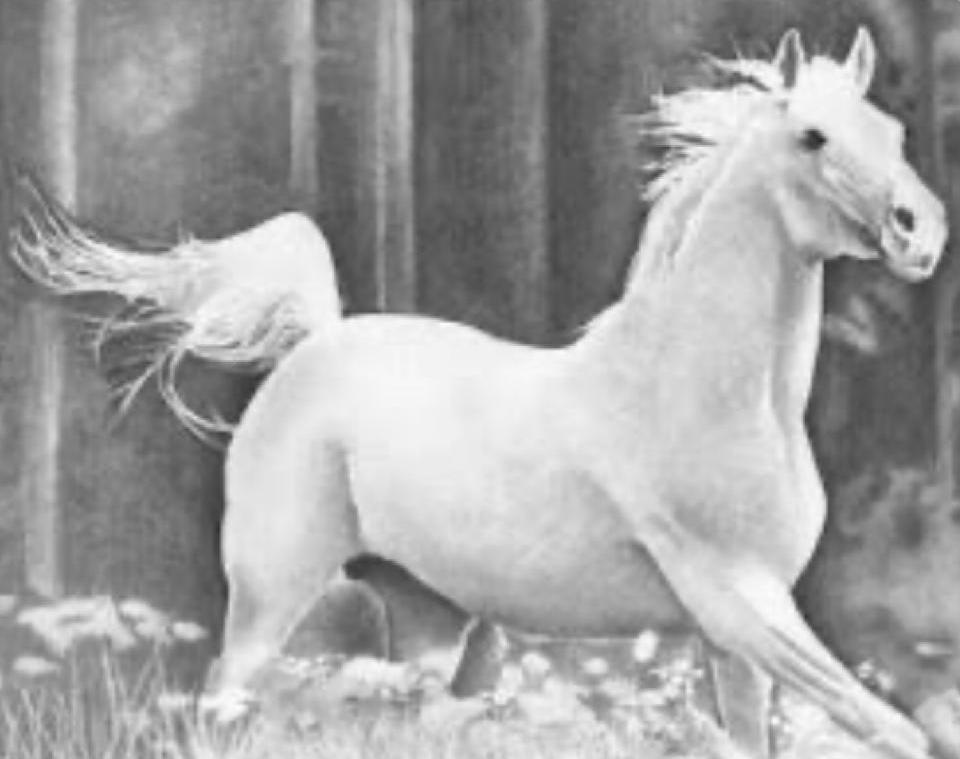Cavalo Branco - Sandra Lima